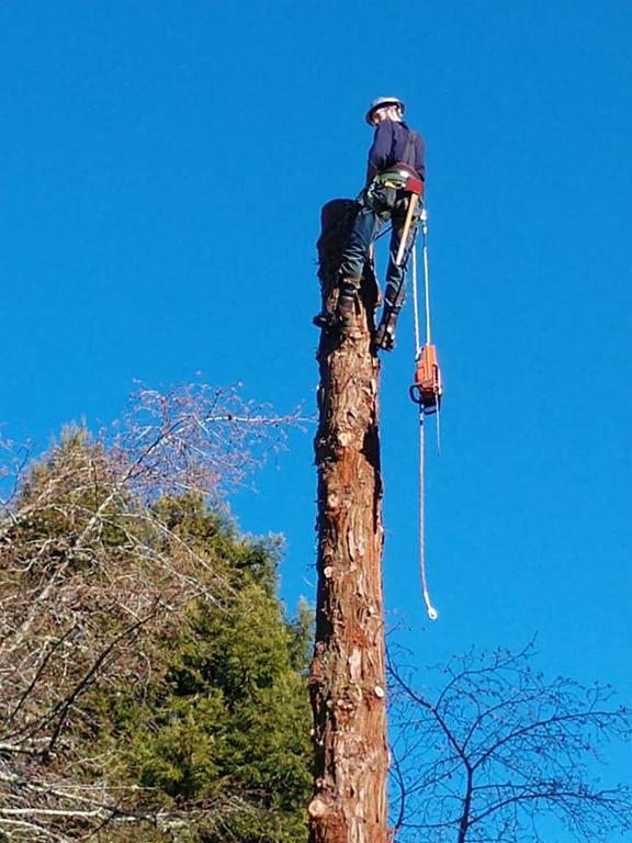 Pictures for Walker's Tree Service LLC in Shasta Lake, CA 96019